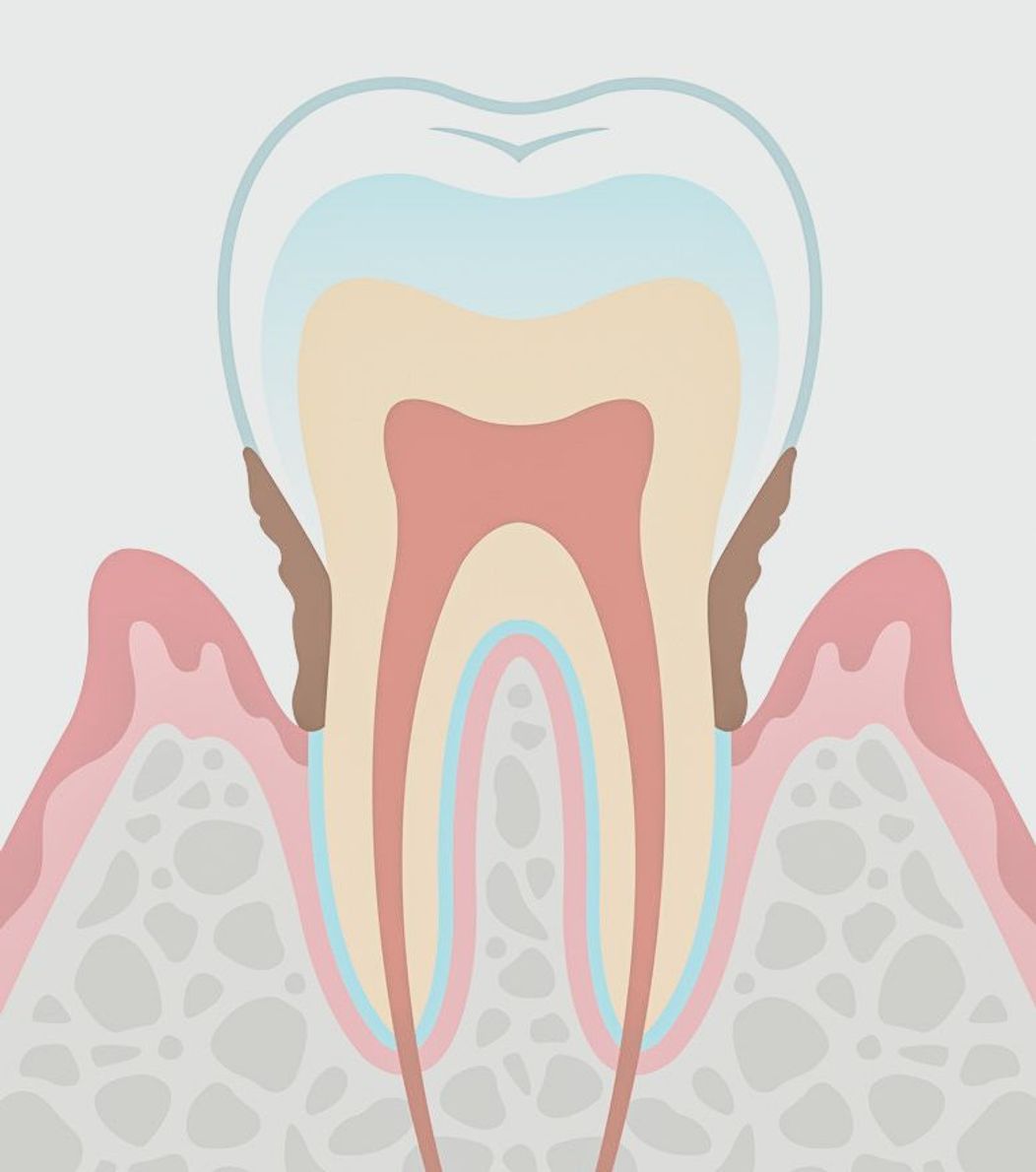 An image of the anatomy of a tooth
